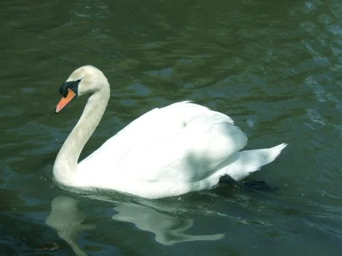 Trumpeter Swan