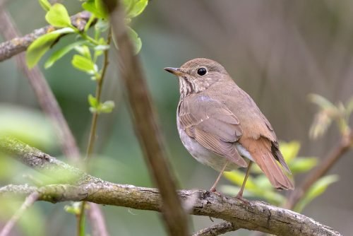 Hermit Thrush