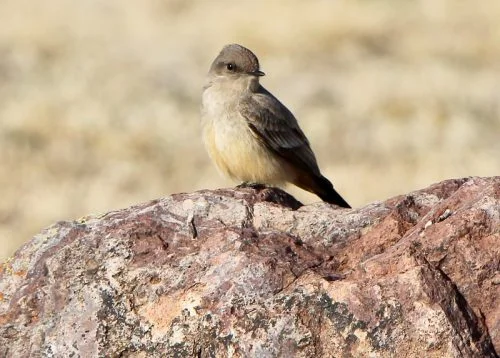 Brown-crested Flycatcher