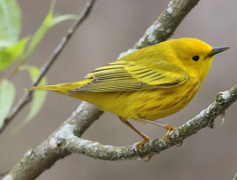 North American Birds with Yellow Wings (12 Species with Pictures and