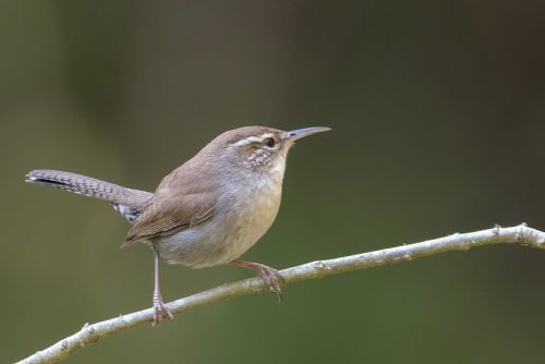 Bewick's Wren