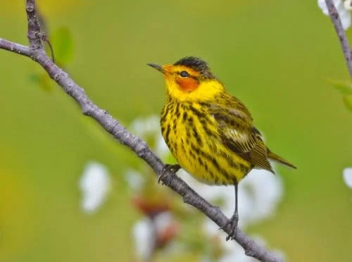 Cape May Warbler