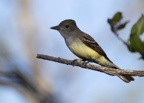 Great Crested Flycatcher