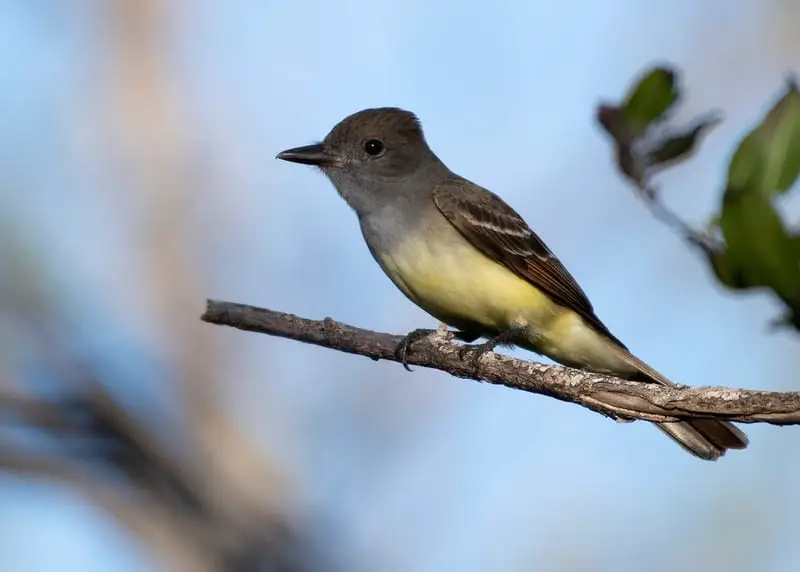 North American Birds with Brown Wings (22 Species with Pictures and ...