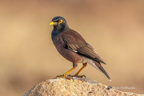 Common Myna