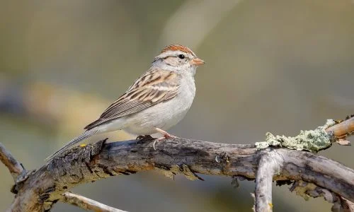 Chipping Sparrow