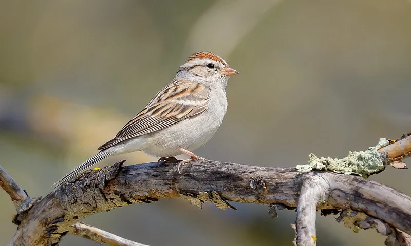 North American Birds with Brown Wings (22 Species with Pictures and ...