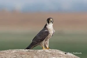 Falcon