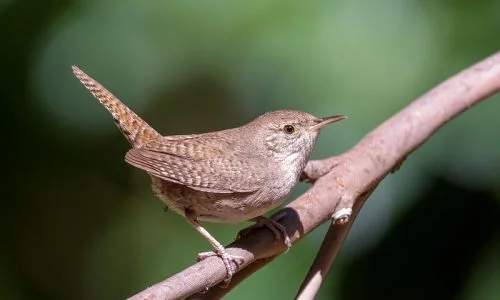 Troglodytes aedon House Wren