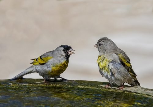 Lawrence's Goldfinch