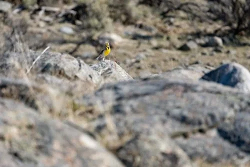 Western Meadowlark