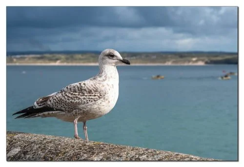 Herring Gull