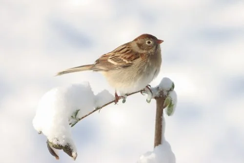 Field Sparrow