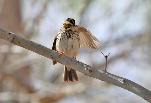 Savannah Sparrow