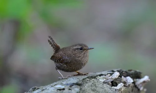 Pacific Wren 