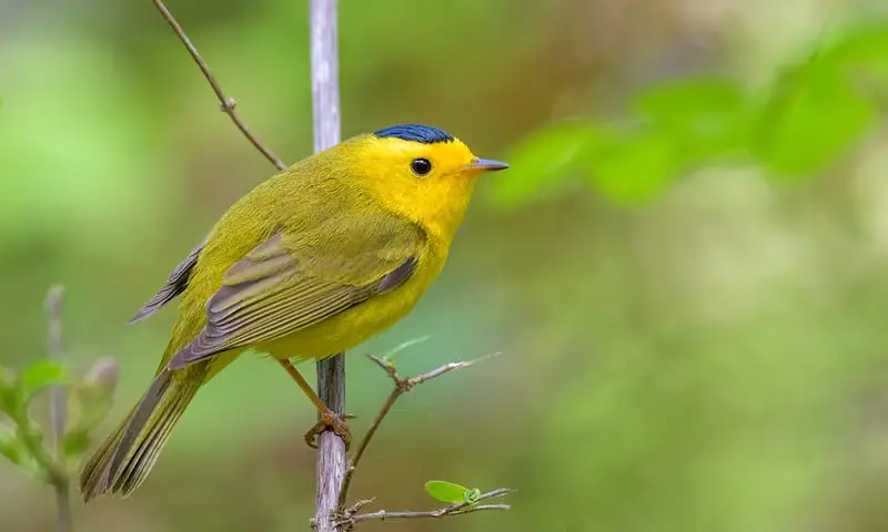 North American Birds With Yellow Bellies (34 Species With Pictures And 