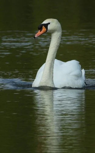 Mute Swan