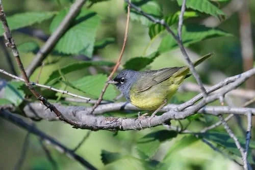 MacGillivray's Warbler