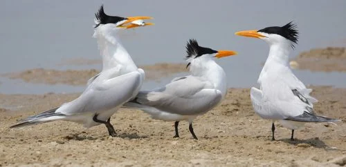 Royal Tern