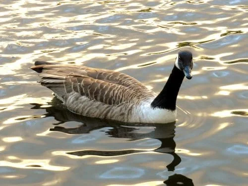 Canada Goose