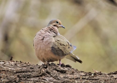 Mourning Doves 