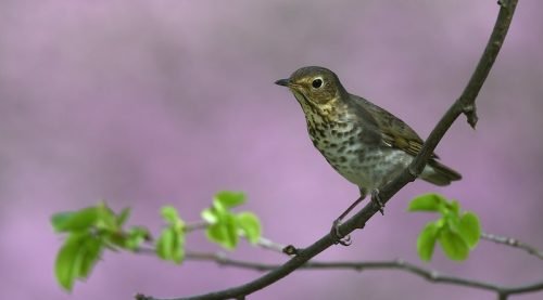 Swainson's thrush 