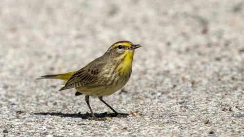 Palm Warbler 