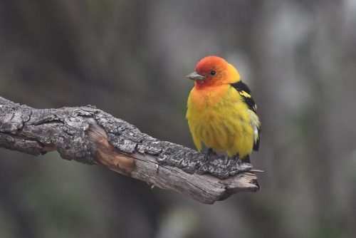 Western Tanager