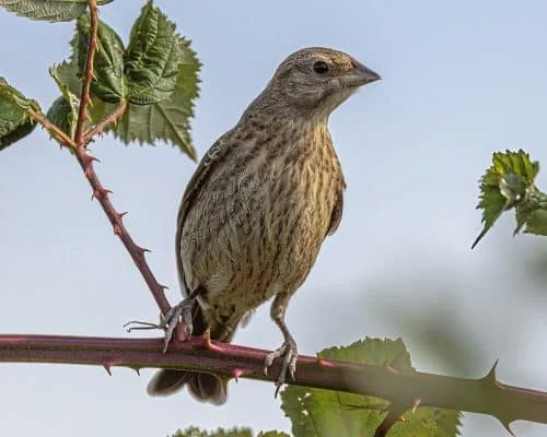 Brown-headed Cowbird