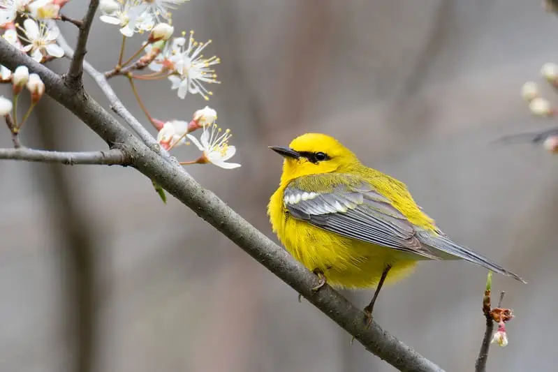 North American Birds with Yellow Bellies (34 Species with Pictures and ...