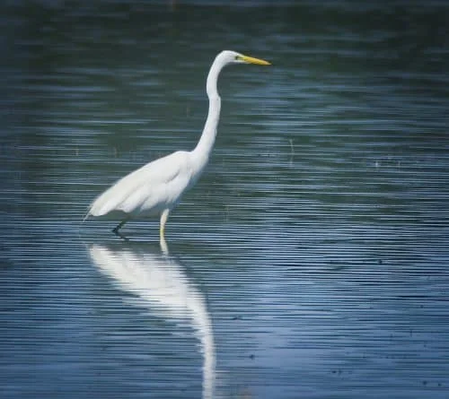 Great Egret