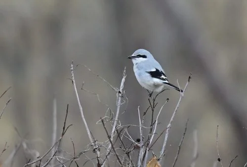 Northern Shrike