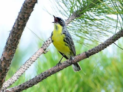 Kirtland Warbler