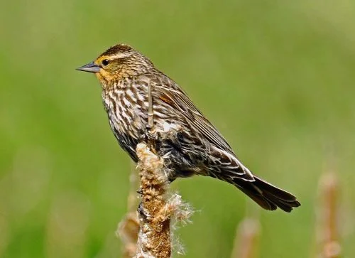 red-winged blackbird 