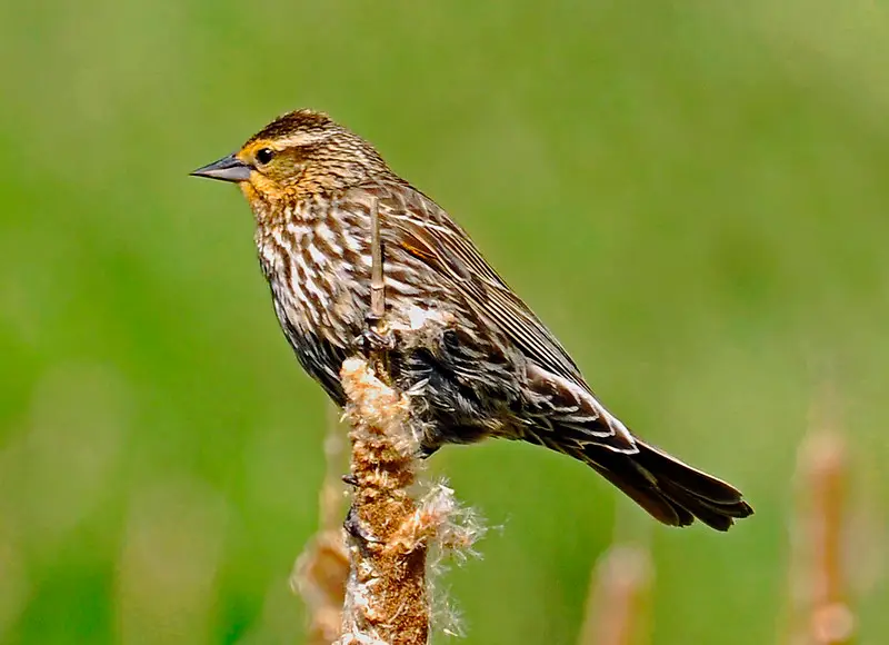 North American Birds with Brown Wings (22 Species with Pictures and ...