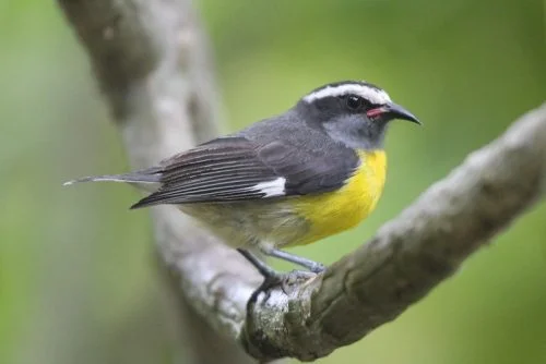 Bananaquit     