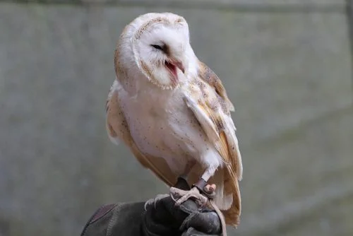 Snowy Owl