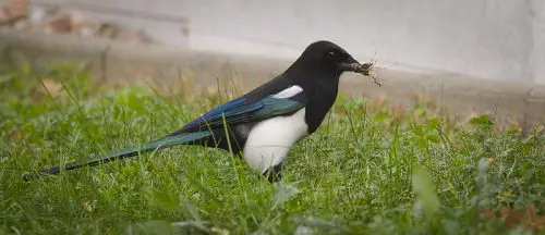 What does it mean to see a single magpie?