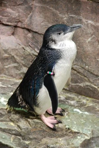 Little Blue Penguins