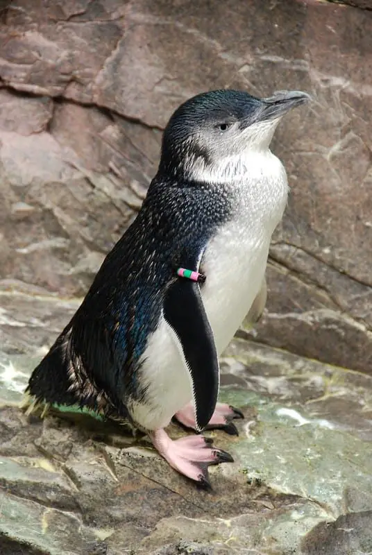 What is the World's Smallest Penguin? (Pictures & Sounds) - Wild Bird World