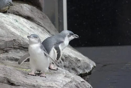 Little Blue Penguins