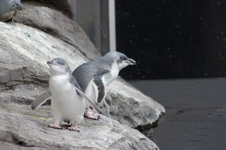 What is the World's Smallest Penguin? (Pictures & Sounds) Wild Bird World