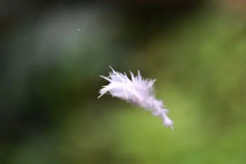 White feather falling in your dream