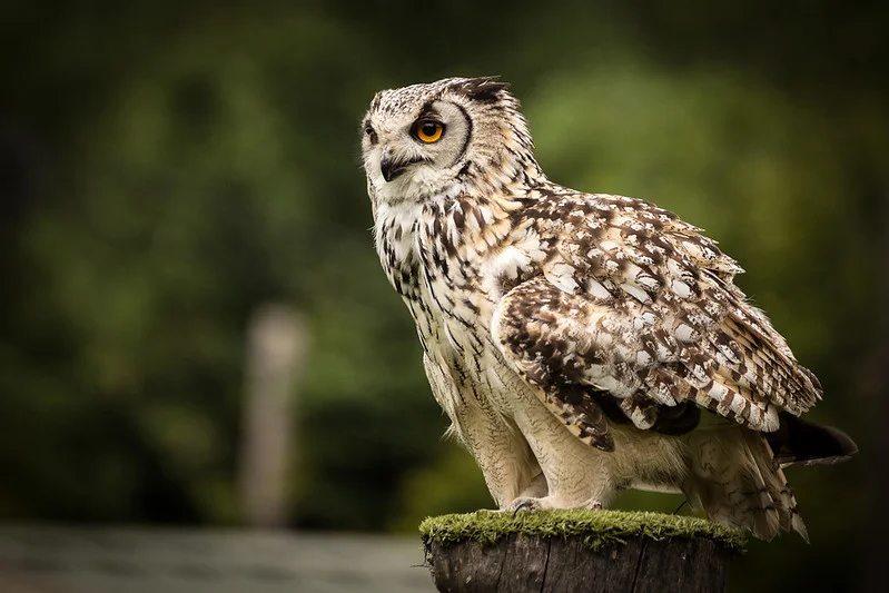 Eurasian Eagle-Owl