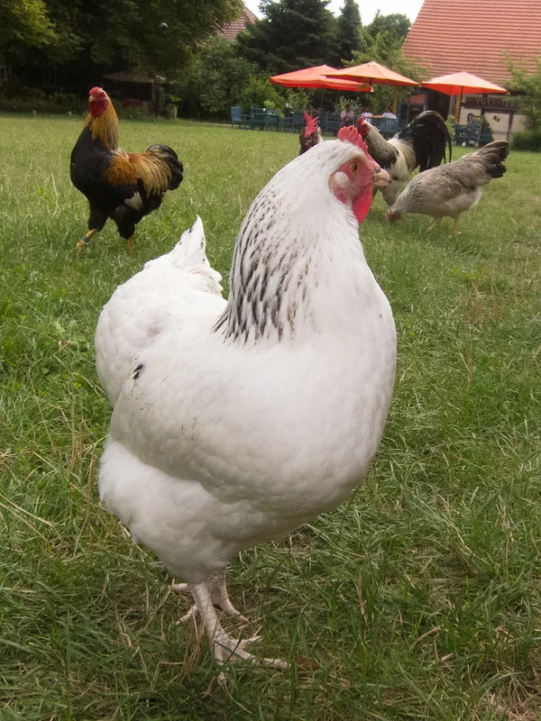 White Hen