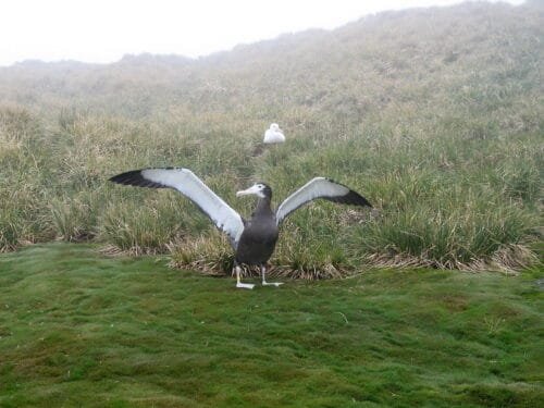 Wandering Albatross