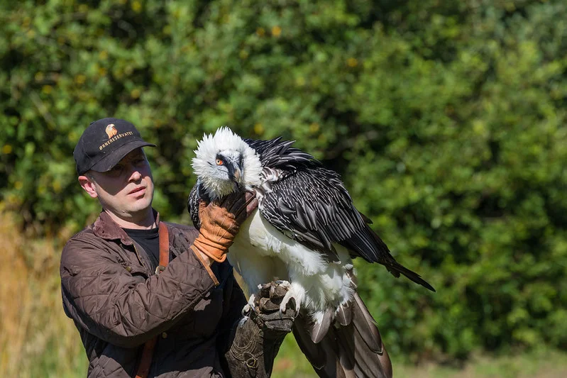 Bearded Vulture (Gypaetus barbatus)