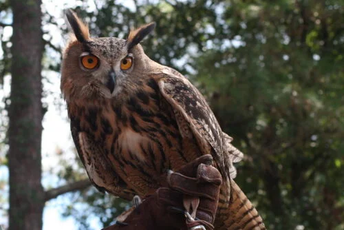 Eurasian Eagle-Owl (Bubo bubo)