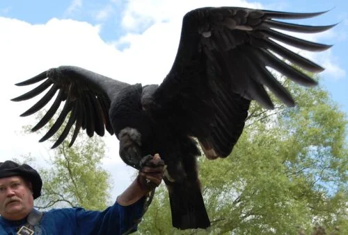 Andean condor