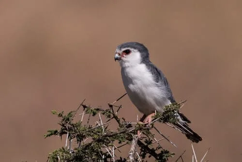 Pygmy Falcon